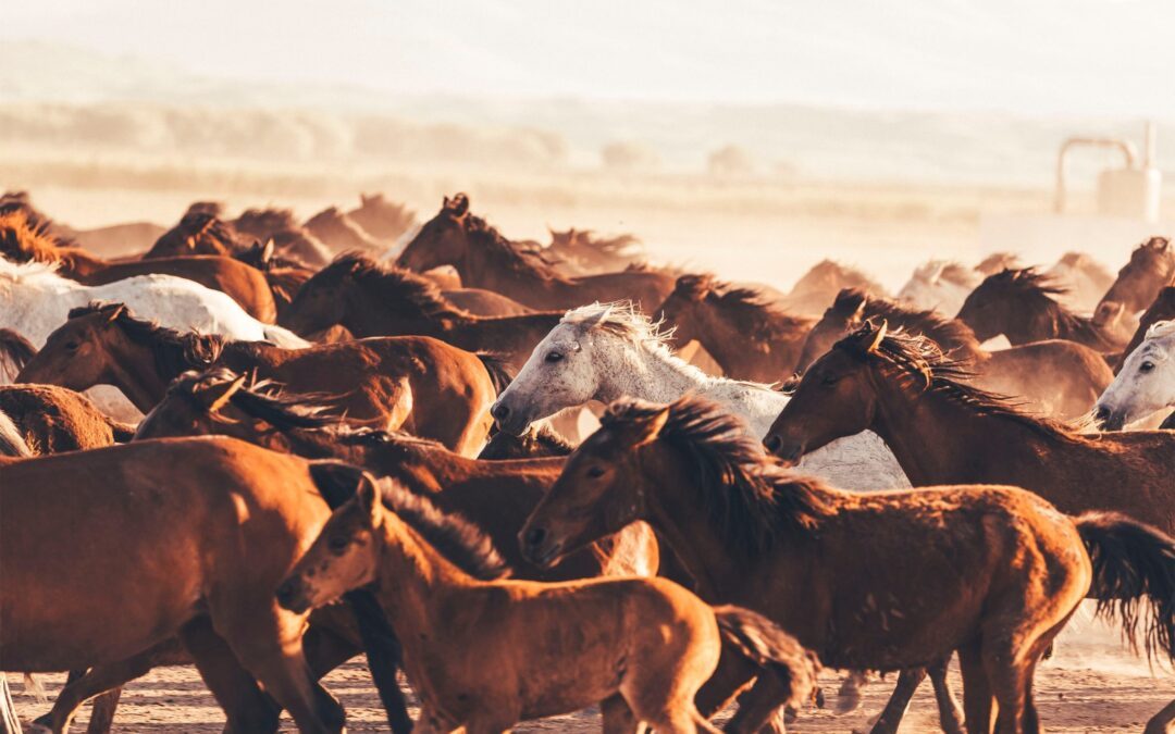 Révéler son autorité naturelle grâce aux chevaux