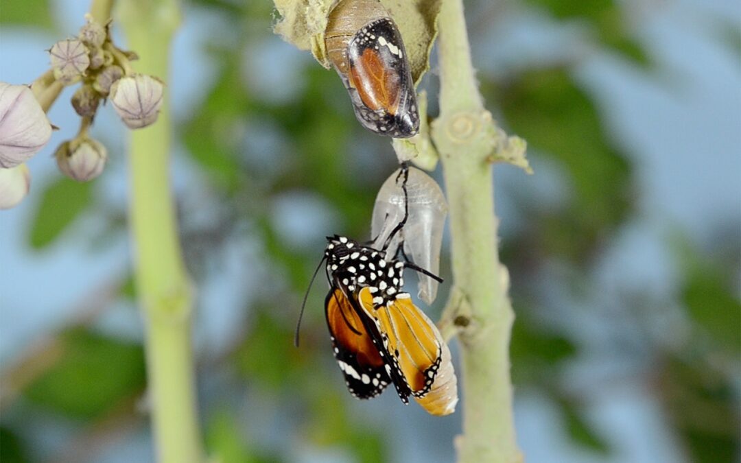 Série : Le Leadership éclairé  #9 : Transformer en 3D (Leadership de puissance)